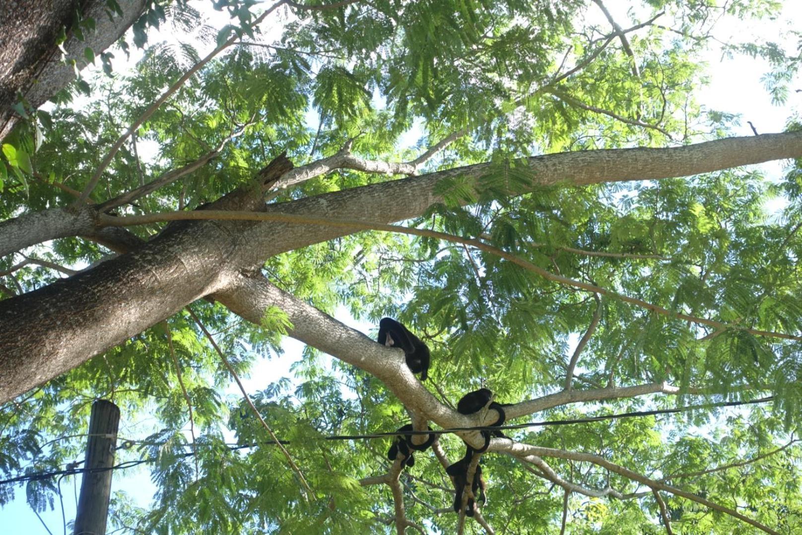 Casa Maya Eco Lodge San Juan Del Sur Playa Remanso Eksteriør bilde